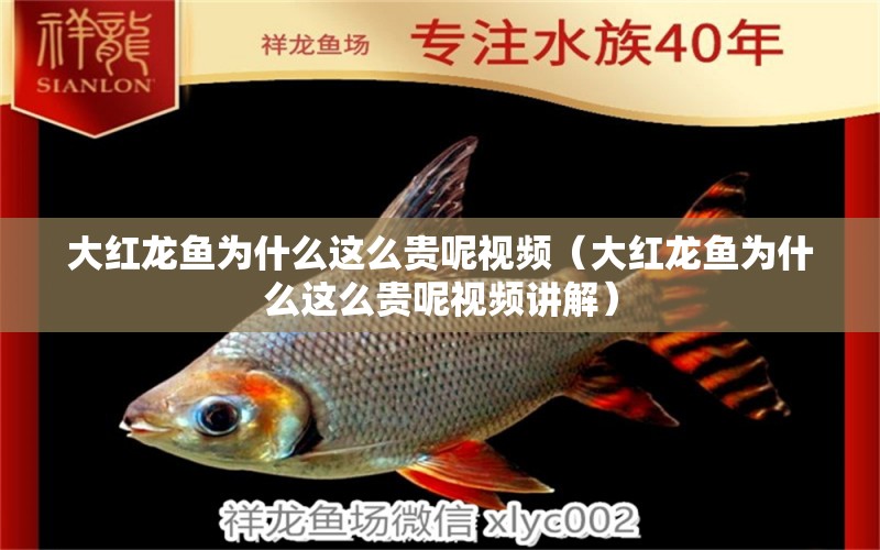 大紅龍魚為什么這么貴呢視頻（大紅龍魚為什么這么貴呢視頻講解） 祥龍水族醫(yī)院