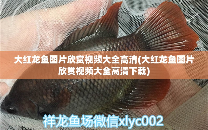 大紅龍魚圖片欣賞視頻大全高清(大紅龍魚圖片欣賞視頻大全高清下載) 恐龍王魚