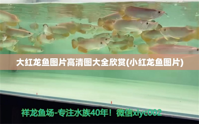 大紅龍魚圖片高清圖大全欣賞(小紅龍魚圖片) 紅勾銀版魚