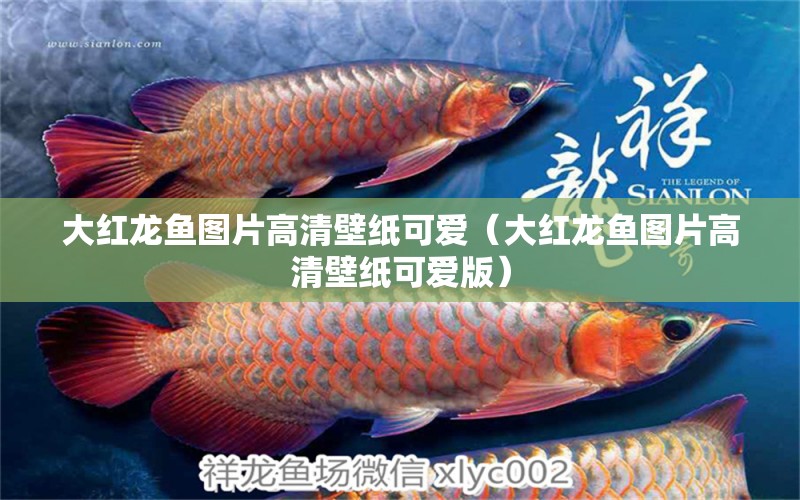 大紅龍魚(yú)圖片高清壁紙可愛(ài)（大紅龍魚(yú)圖片高清壁紙可愛(ài)版）