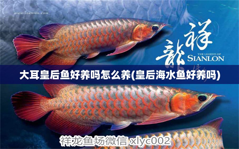 大耳皇后魚好養(yǎng)嗎怎么養(yǎng)(皇后海水魚好養(yǎng)嗎) 海水魚