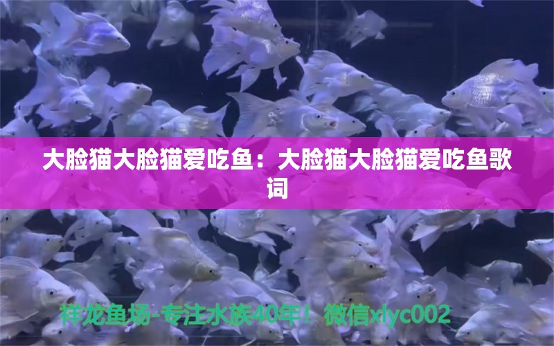 大臉貓大臉貓愛吃魚：大臉貓大臉貓愛吃魚歌詞