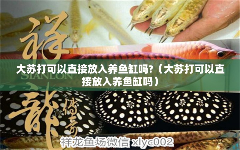 大蘇打可以直接放入養(yǎng)魚缸嗎?（大蘇打可以直接放入養(yǎng)魚缸嗎）