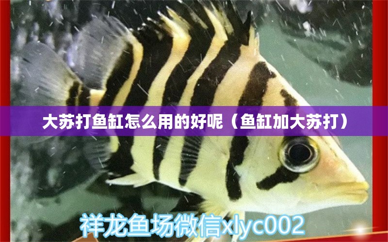 大蘇打魚缸怎么用的好呢（魚缸加大蘇打） 古典過背金龍魚