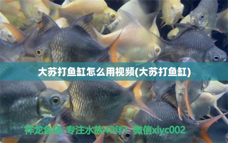 大蘇打魚缸怎么用視頻(大蘇打魚缸) 其它水族用具設(shè)備