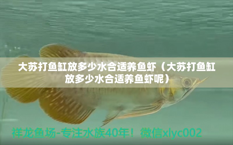 大蘇打魚(yú)缸放多少水合適養(yǎng)魚(yú)蝦（大蘇打魚(yú)缸放多少水合適養(yǎng)魚(yú)蝦呢）