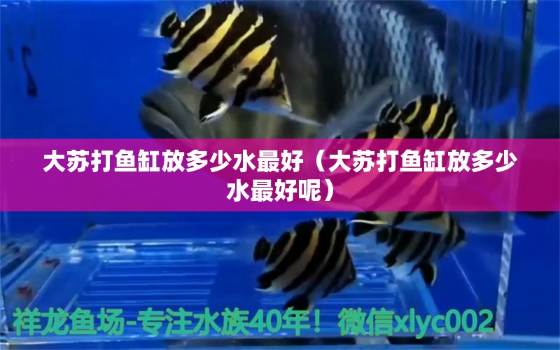 大蘇打魚缸放多少水最好（大蘇打魚缸放多少水最好呢）