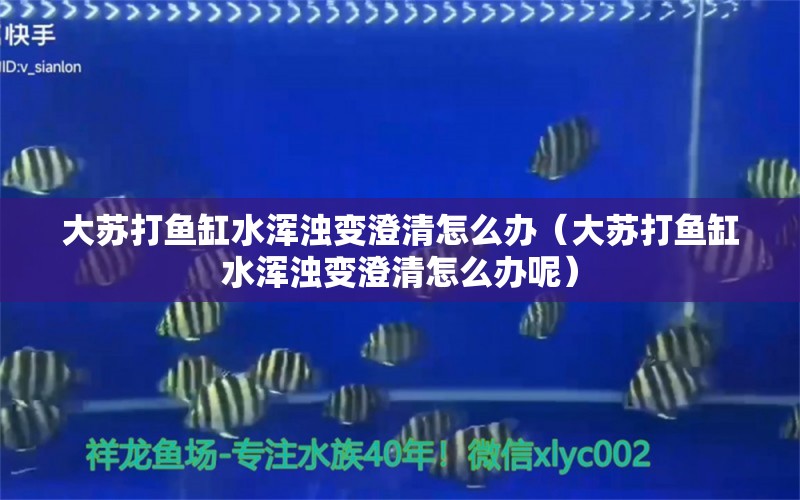 大蘇打魚缸水渾濁變澄清怎么辦（大蘇打魚缸水渾濁變澄清怎么辦呢）