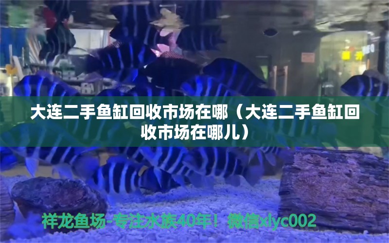 大連二手魚(yú)缸回收市場(chǎng)在哪（大連二手魚(yú)缸回收市場(chǎng)在哪兒） 電鰻