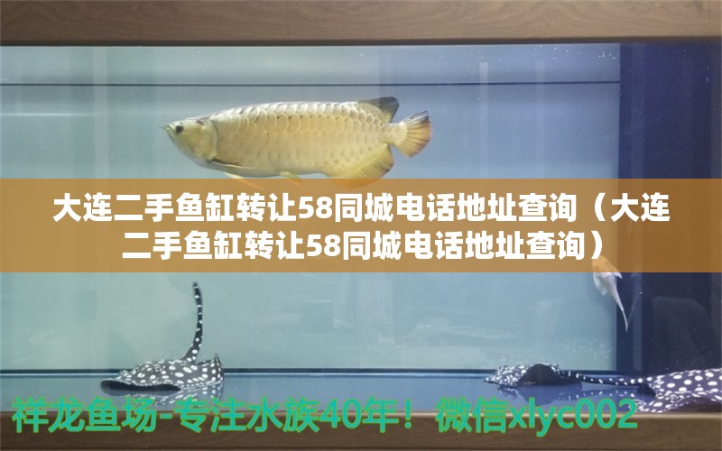 大連二手魚(yú)缸轉(zhuǎn)讓58同城電話地址查詢（大連二手魚(yú)缸轉(zhuǎn)讓58同城電話地址查詢） 黃金夢(mèng)幻雷龍魚(yú)