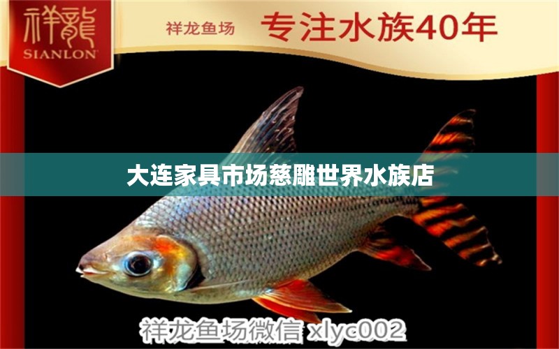 大連家具市場(chǎng)慈雕世界水族店 慈雕魚