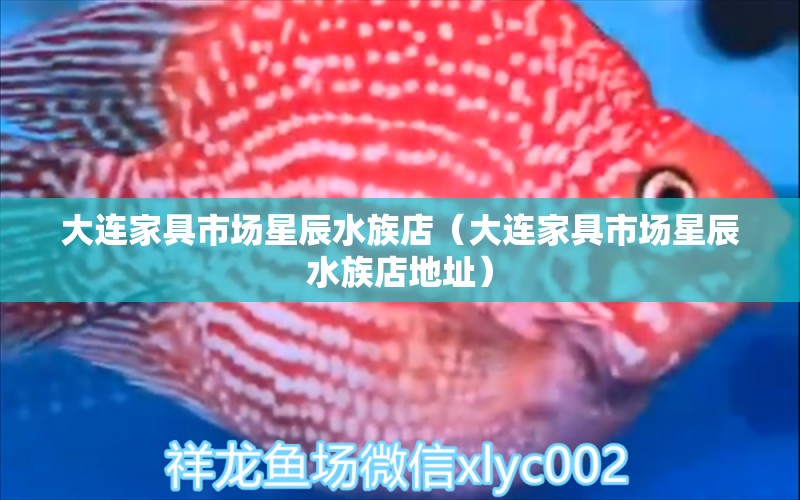 大連家具市場星辰水族店（大連家具市場星辰水族店地址）