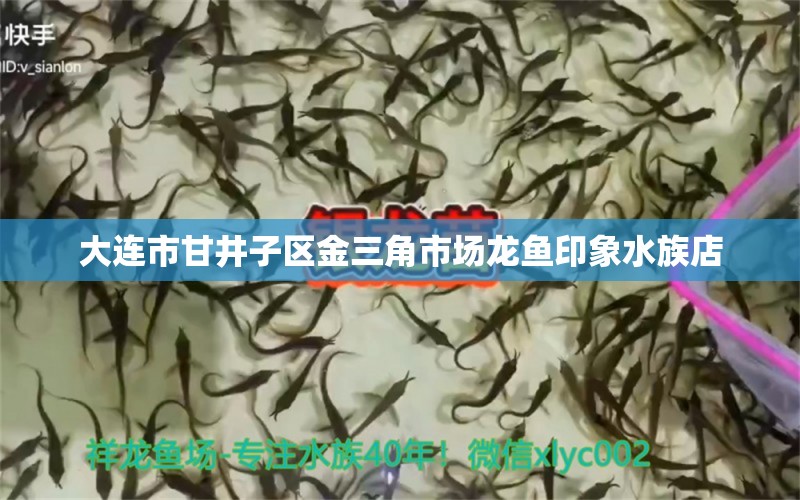 大連市甘井子區(qū)金三角市場(chǎng)龍魚印象水族店