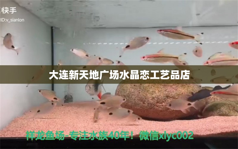 大連新天地廣場(chǎng)水晶戀工藝品店 全國(guó)水族館企業(yè)名錄