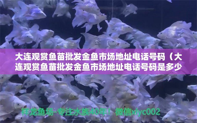 大連觀賞魚苗批發(fā)金魚市場(chǎng)地址電話號(hào)碼（大連觀賞魚苗批發(fā)金魚市場(chǎng)地址電話號(hào)碼是多少） 觀賞魚市場(chǎng)（混養(yǎng)魚）