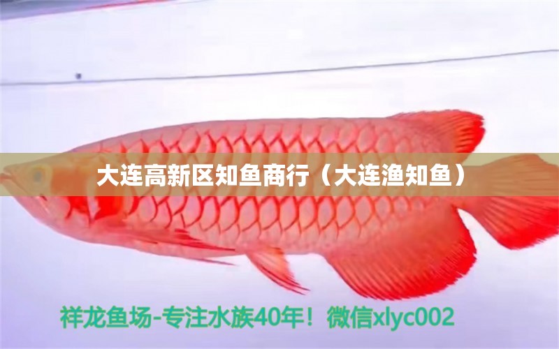 大連高新區(qū)知魚商行（大連漁知魚） 全國水族館企業(yè)名錄