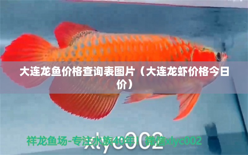 大連龍魚價格查詢表圖片（大連龍蝦價格今日價） 帝王血鉆魚