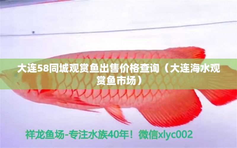 大連58同城觀賞魚出售價(jià)格查詢（大連海水觀賞魚市場(chǎng)）