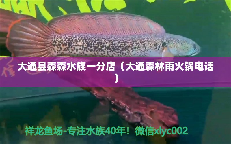 大通縣森森水族一分店（大通森林雨火鍋電話） 全國水族館企業(yè)名錄