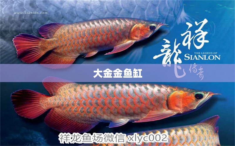 大金金魚(yú)缸