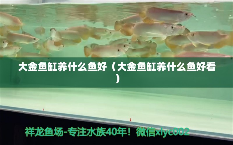 大金魚缸養(yǎng)什么魚好（大金魚缸養(yǎng)什么魚好看） 赤荔鳳冠魚