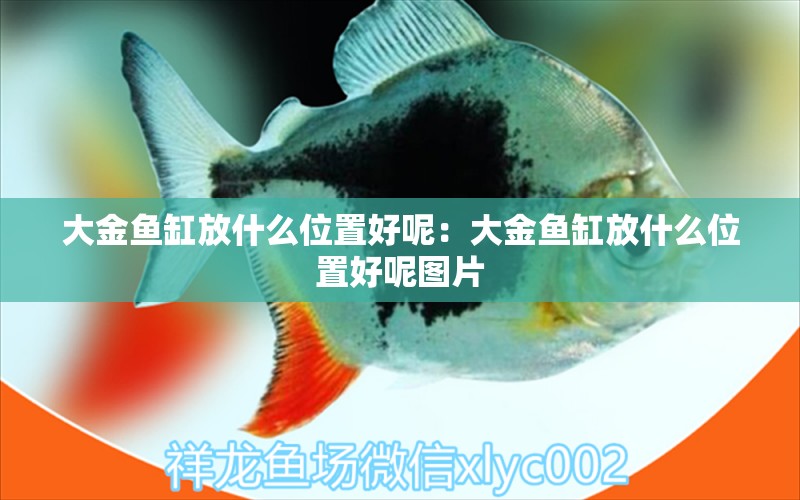 大金魚缸放什么位置好呢：大金魚缸放什么位置好呢圖片