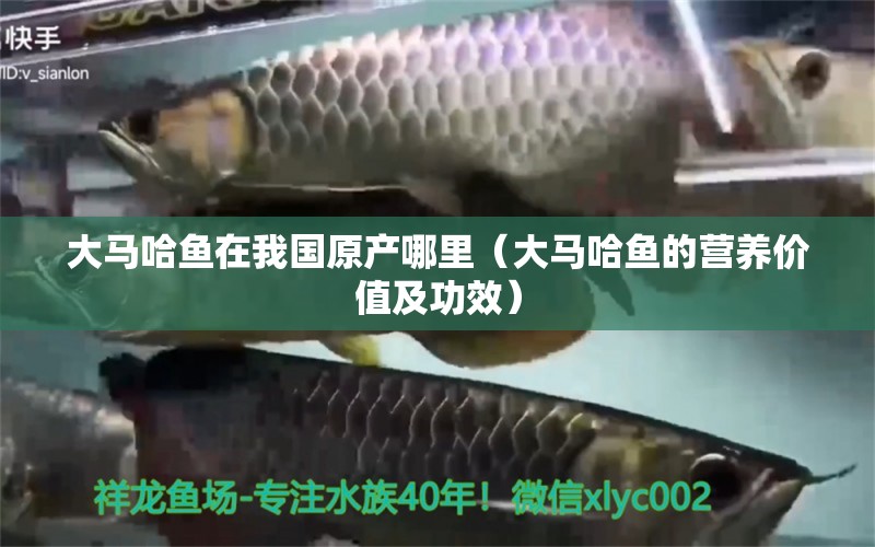 大馬哈魚在我國原產(chǎn)哪里（大馬哈魚的營養(yǎng)價(jià)值及功效）