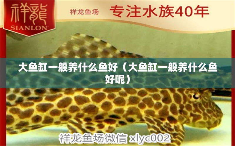 大魚缸一般養(yǎng)什么魚好（大魚缸一般養(yǎng)什么魚好呢）