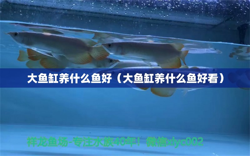 大魚缸養(yǎng)什么魚好（大魚缸養(yǎng)什么魚好看） 祥龍水族醫(yī)院