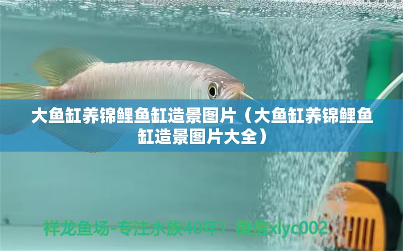 大魚(yú)缸養(yǎng)錦鯉魚(yú)缸造景圖片（大魚(yú)缸養(yǎng)錦鯉魚(yú)缸造景圖片大全） 祥龍水族醫(yī)院