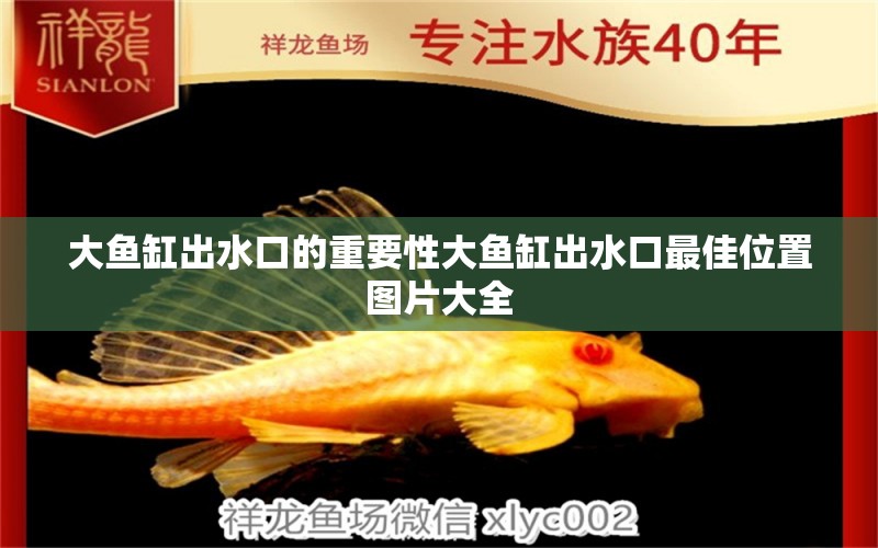 大魚缸出水口的重要性大魚缸出水口最佳位置圖片大全 福滿鉆魚