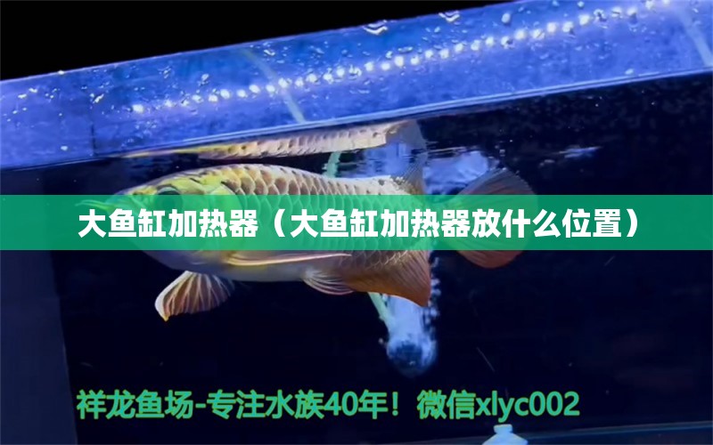 大魚缸加熱器（大魚缸加熱器放什么位置） 噴點菠蘿魚