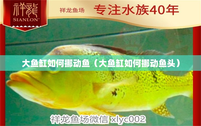 大魚缸如何挪動魚（大魚缸如何挪動魚頭） 其他品牌魚缸