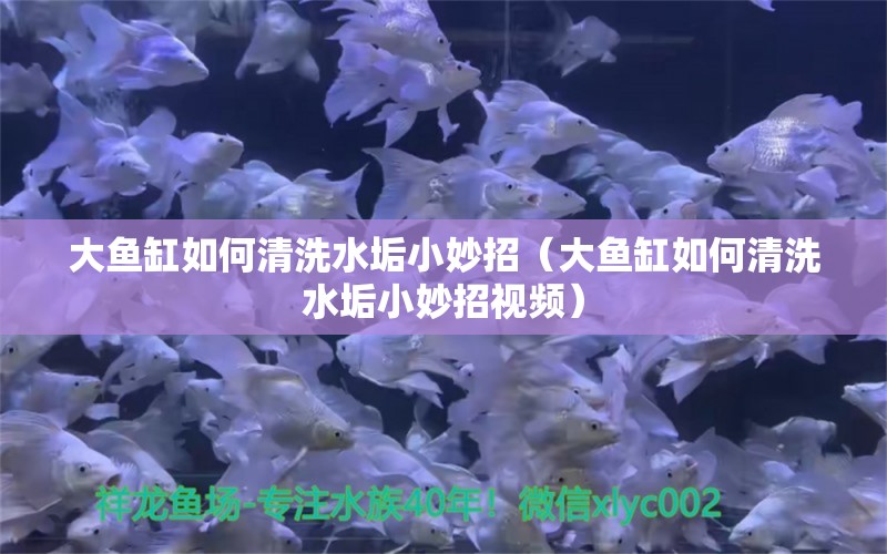 大魚缸如何清洗水垢小妙招（大魚缸如何清洗水垢小妙招視頻）