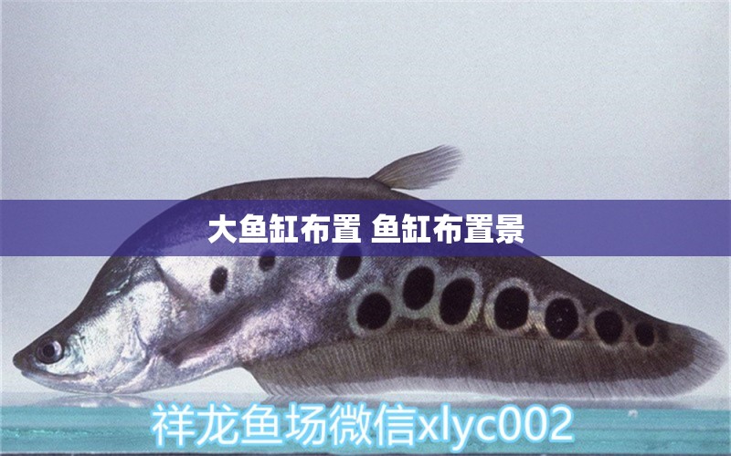 大魚缸布置 魚缸布置景 狗狗（犬） 第1張