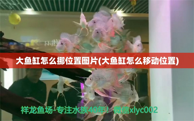 大魚缸怎么挪位置圖片(大魚缸怎么移動位置) 朱巴利魚