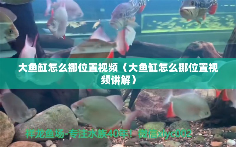 大魚缸怎么挪位置視頻（大魚缸怎么挪位置視頻講解） 其他品牌魚缸