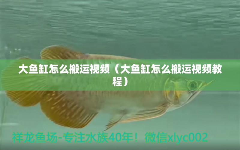 大魚缸怎么搬運視頻（大魚缸怎么搬運視頻教程）