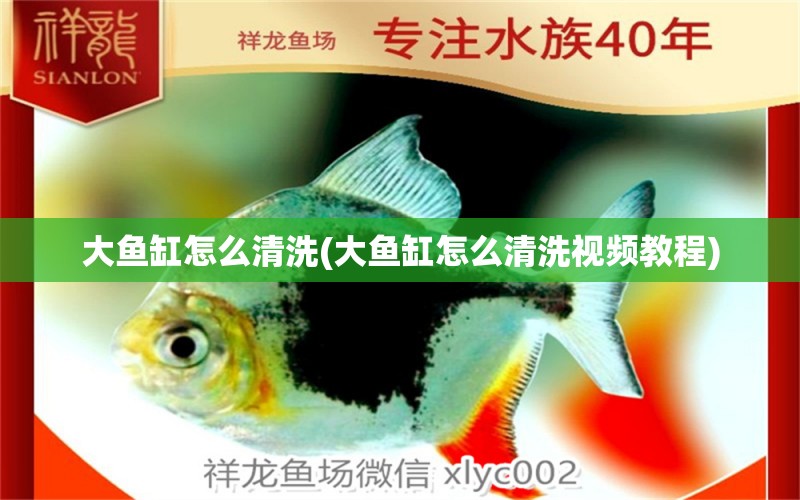 大魚缸怎么清洗(大魚缸怎么清洗視頻教程) 熊貓異形魚L46