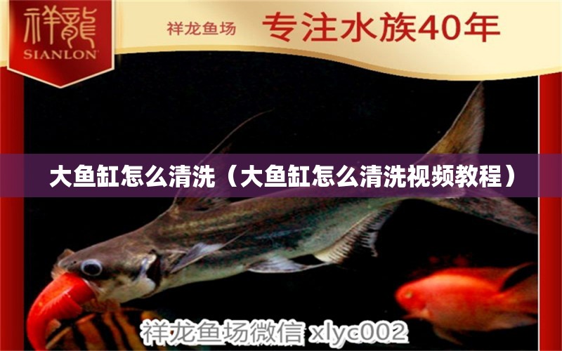 大魚缸怎么清洗（大魚缸怎么清洗視頻教程） 祥龍水族醫(yī)院