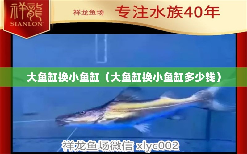 大魚缸換小魚缸（大魚缸換小魚缸多少錢） 粗線銀版魚