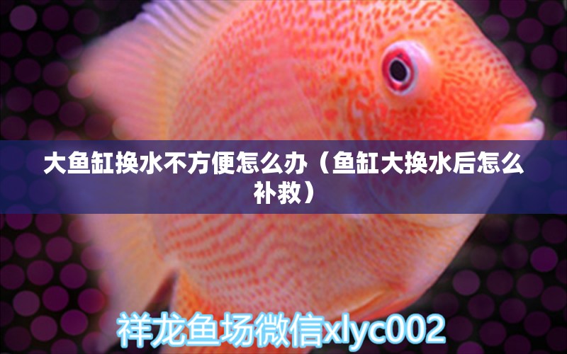 大魚(yú)缸換水不方便怎么辦（魚(yú)缸大換水后怎么補(bǔ)救）