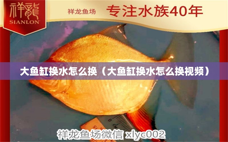 大魚缸換水怎么換（大魚缸換水怎么換視頻） 銀古魚苗