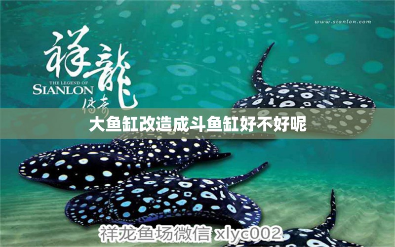 大魚(yú)缸改造成斗魚(yú)缸好不好呢 祥龍魚(yú)場(chǎng)