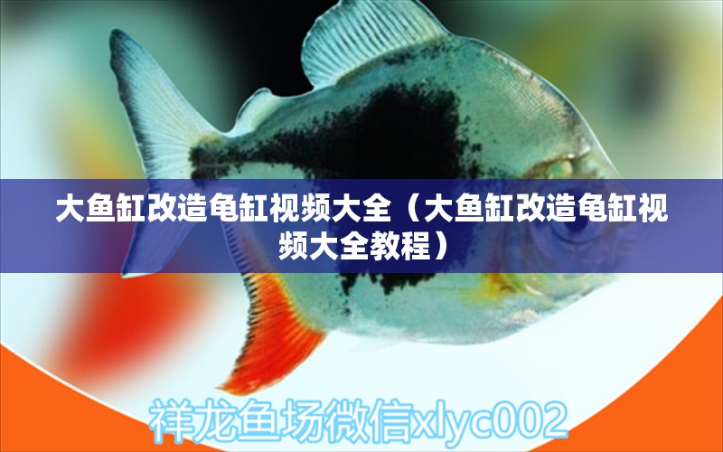 大魚缸改造龜缸視頻大全（大魚缸改造龜缸視頻大全教程）