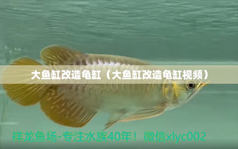 大魚缸改造龜缸（大魚缸改造龜缸視頻）