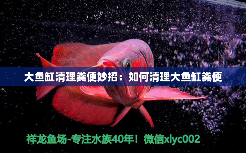 大魚缸清理糞便妙招：如何清理大魚缸糞便 魚缸百科 第2張