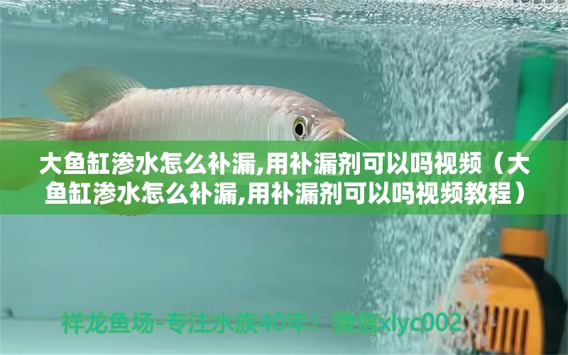 大魚缸滲水怎么補(bǔ)漏,用補(bǔ)漏劑可以嗎視頻（大魚缸滲水怎么補(bǔ)漏,用補(bǔ)漏劑可以嗎視頻教程） B級過背金龍魚