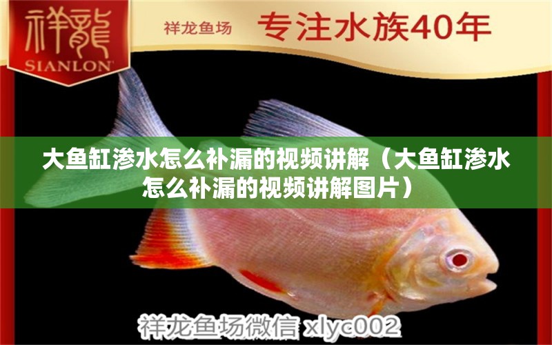 大魚缸滲水怎么補(bǔ)漏的視頻講解（大魚缸滲水怎么補(bǔ)漏的視頻講解圖片）