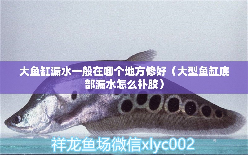 大魚缸漏水一般在哪個地方修好（大型魚缸底部漏水怎么補膠） 速倍妥魚糧魚藥